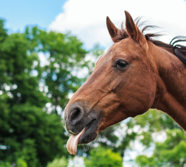 Horse Personality Types Explained