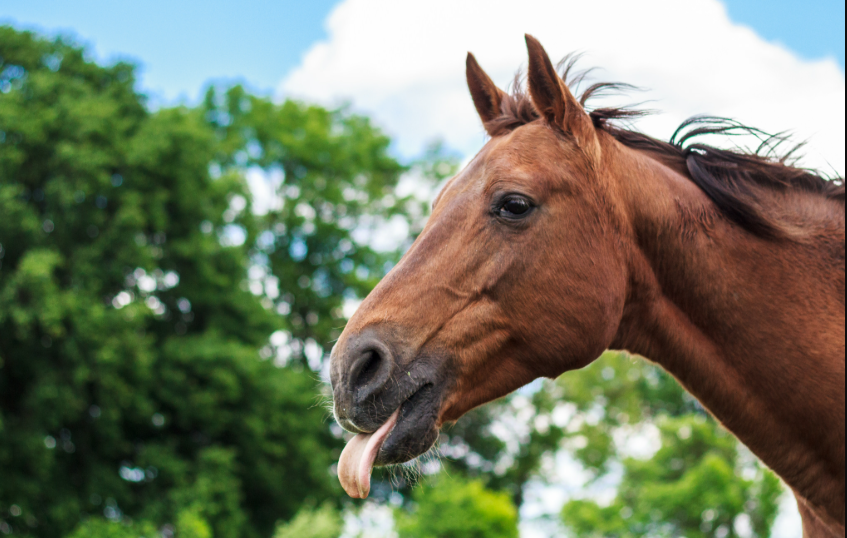 Horse Personality Types Explained