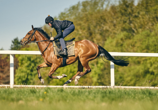 Horse Racing Documentaries Worth Seeing